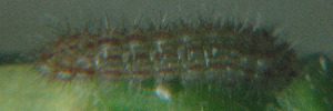 Larvae